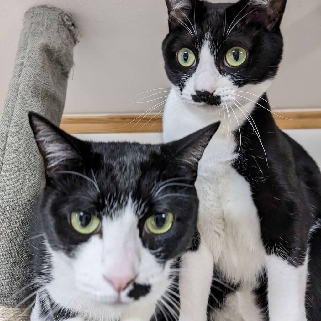 我が家の可愛い猫たち